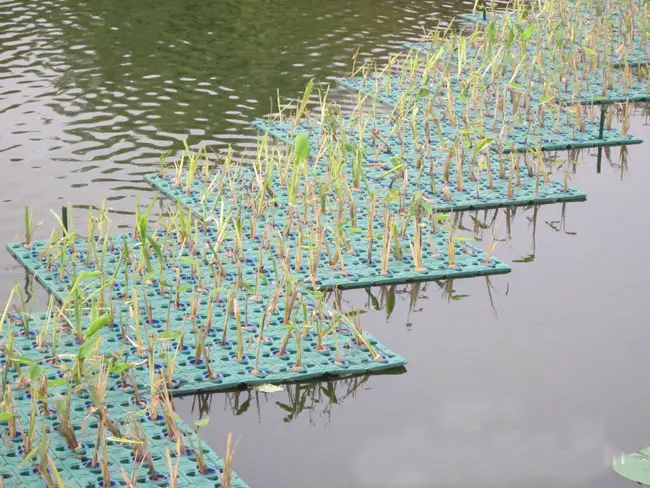 水池生态浮游植物检测