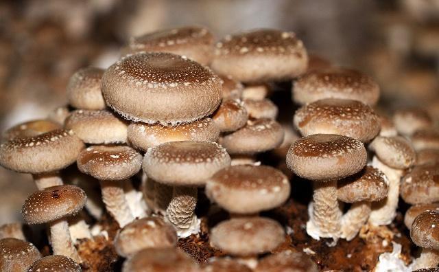 香菇菌种生化质量指标是什么？