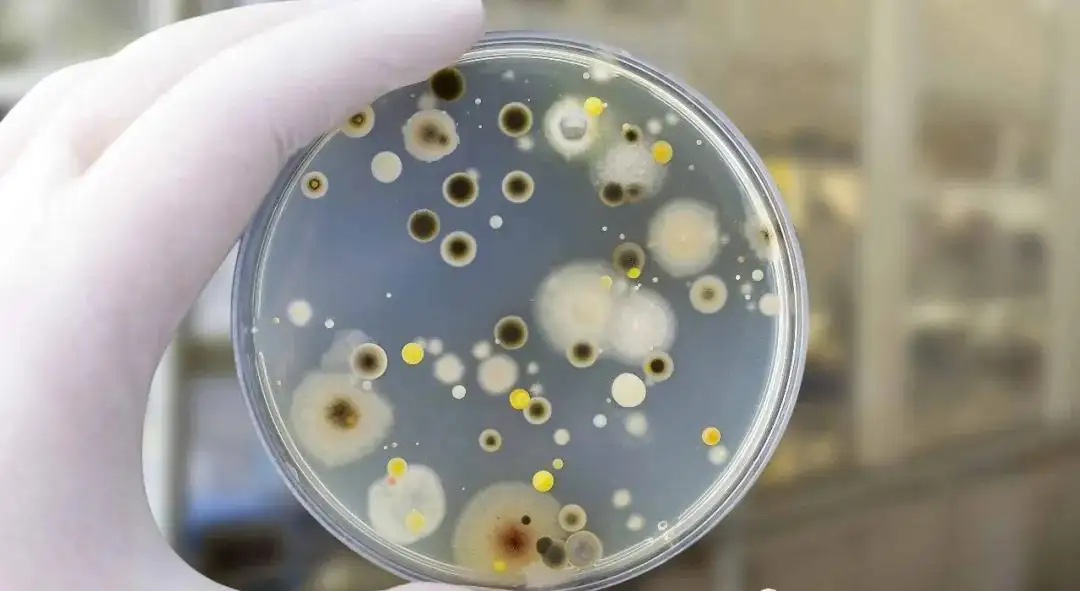 霉菌试验标准