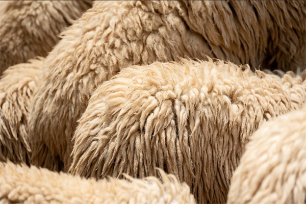 绵羊毛检测项目及检测标准