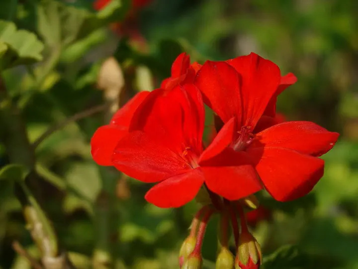 红花有哪些检测知识？