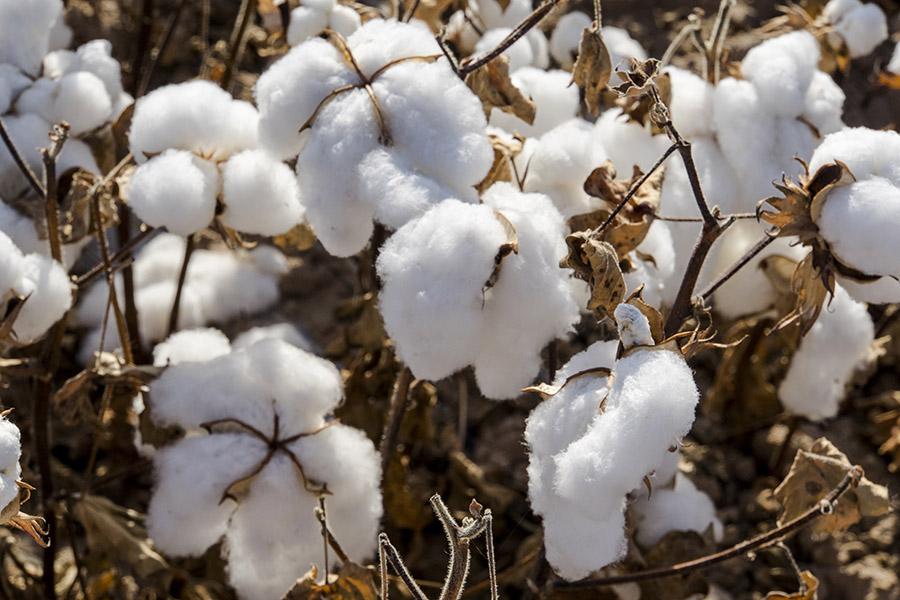 棉花作为纺织材料有哪些优势？怎么检测？