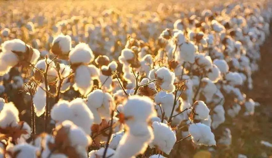 棉花杂质是什么？怎么检测？