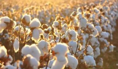 棉花质量检测机构