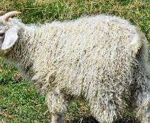 羊绒羊毛质量检验中心,羊绒羊毛检测项目标准范围