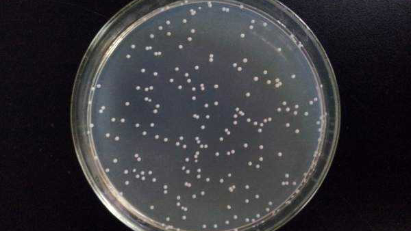 大肠菌群检测平板计数法注意事项