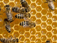 蜜蜂幼虫单次暴露毒性试验报告