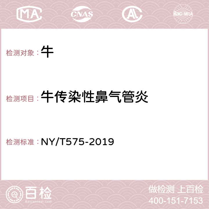 牛传染性鼻气管炎 牛传染性鼻气管炎诊断技术 NY/T575-2019 7
