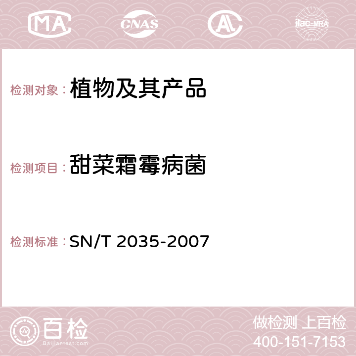 甜菜霜霉病菌 甜菜霜霉病菌检疫鉴定方法 SN/T 2035-2007