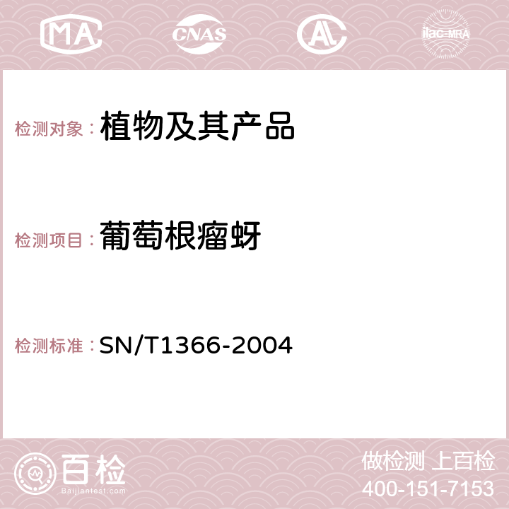 葡萄根瘤蚜 葡萄根瘤蚜的检疫鉴定方法 SN/T1366-2004