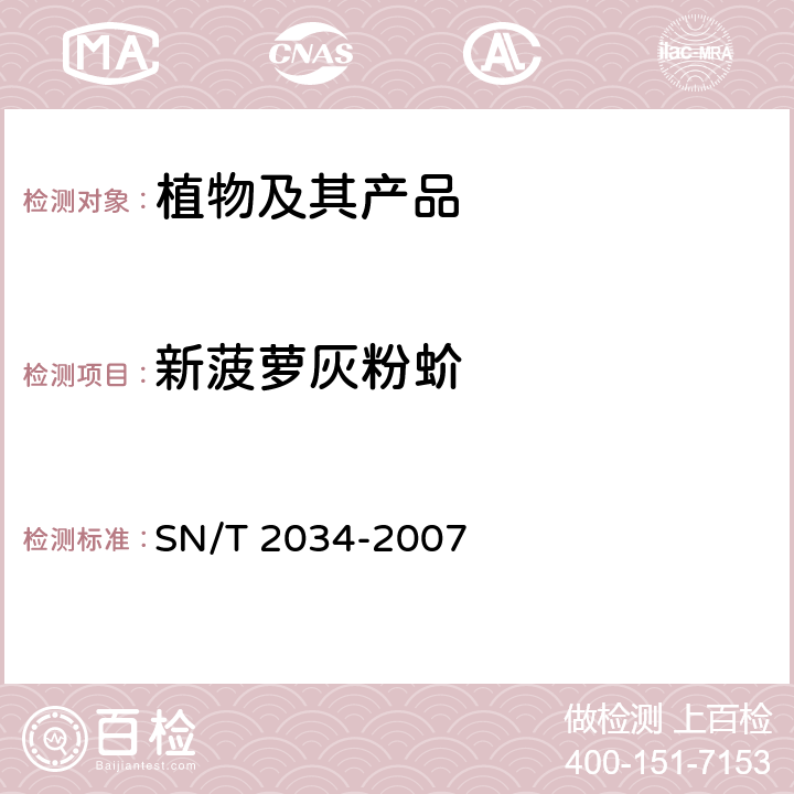 新菠萝灰粉蚧 SN/T 2034-2007 香蕉灰粉蚧和新菠萝灰粉蚧检疫鉴定方法