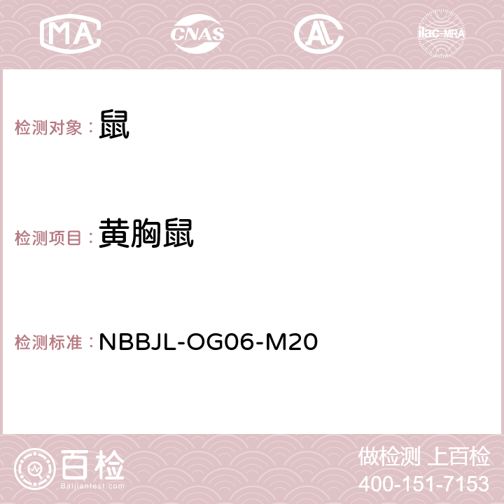 黄胸鼠 NBBJL-OG 06-M 20 啮齿动物鉴定标准作业程序/附录A/5（等效大连出版社－第一版－1999 《中国国境口岸医学动物与病媒昆虫图志》第三章，第三节，第二十五页至第二十七页－） NBBJL-OG06-M20