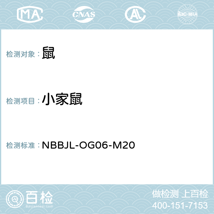 小家鼠 NBBJL-OG 06-M 20 啮齿动物鉴定标准作业程序/附录A/4（等效大连出版社－第一版－1999 《中国国境口岸医学动物与病媒昆虫图志》 第三章，第六节，第四十四页至第四十五页－） NBBJL-OG06-M20