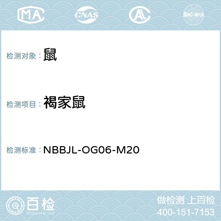 褐家鼠 NBBJL-OG 06-M 20 啮齿动物鉴定标准作业程序/附录A/5（等效大连出版社－第一版－1999 《中国国境口岸医学动物与病媒昆虫图志》第三章，第三节，第二十三页至第二十五页－） NBBJL-OG06-M20