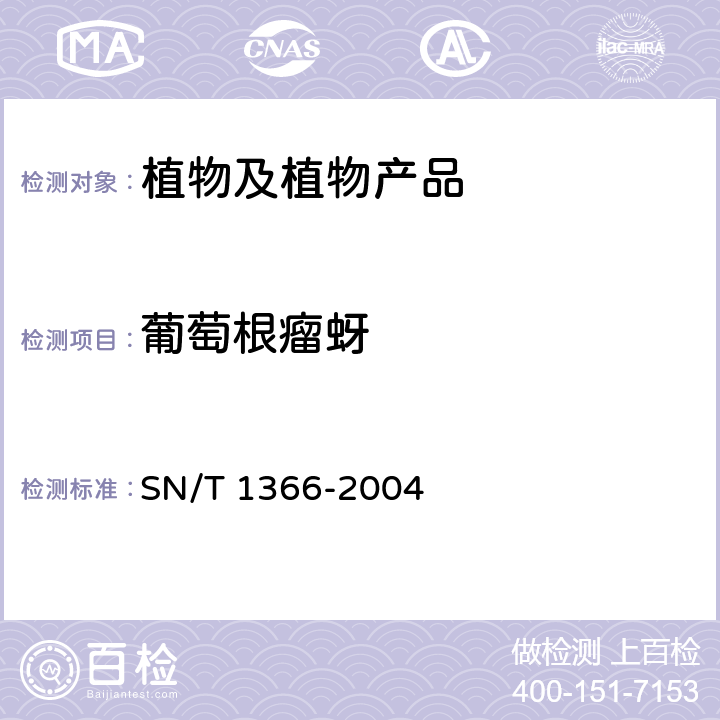 葡萄根瘤蚜 葡萄根瘤蚜检疫鉴定方法 SN/T 1366-2004