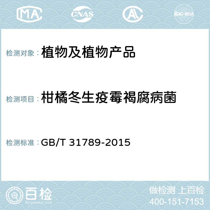 柑橘冬生疫霉褐腐病菌 GB/T 31789-2015 冬生疫霉菌检疫鉴定方法