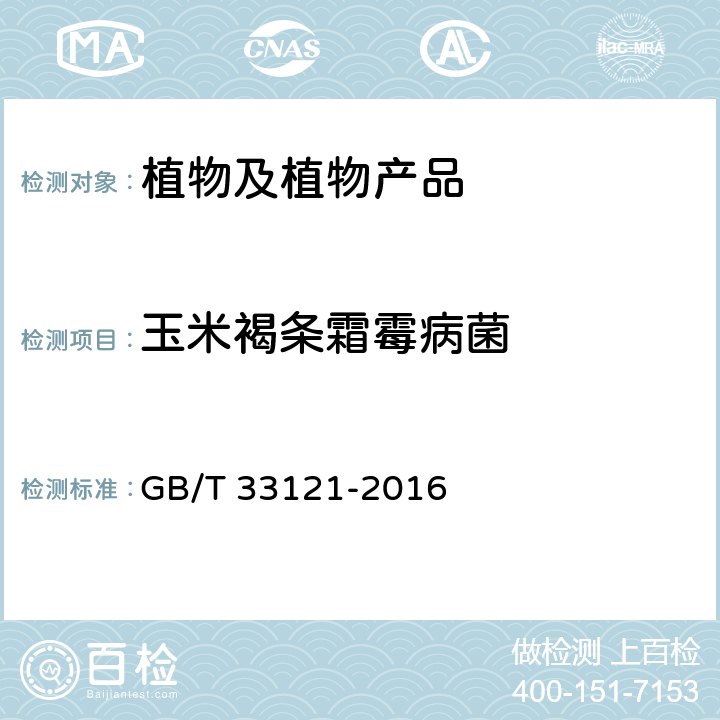 玉米褐条霜霉病菌 GB/T 33121-2016 玉米褐条霜霉病菌检疫鉴定方法