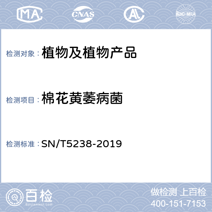 棉花黄萎病菌 棉花黄萎病菌检疫鉴定方法 SN/T5238-2019