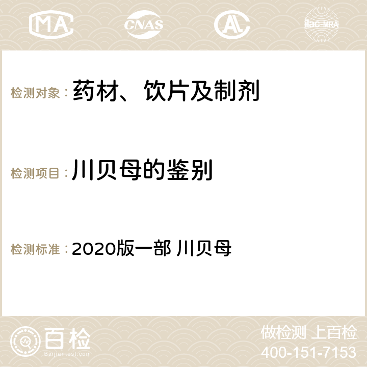 川贝母的鉴别 中国药典  2020版一部 川贝母