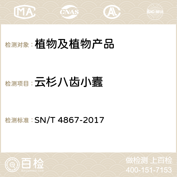 云杉八齿小蠹 齿小蠹属（非中国种）检疫鉴定方法 SN/T 4867-2017