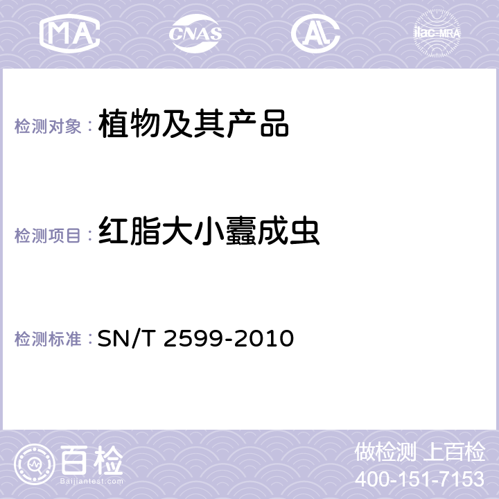 红脂大小蠹成虫 红脂大小蠹检疫鉴定方法 SN/T 2599-2010