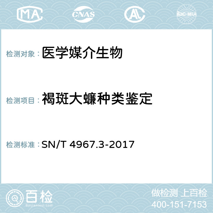 褐斑大蠊种类鉴定 常见蜚蠊鉴定方法 第3部分：褐斑大蠊 SN/T 4967.3-2017