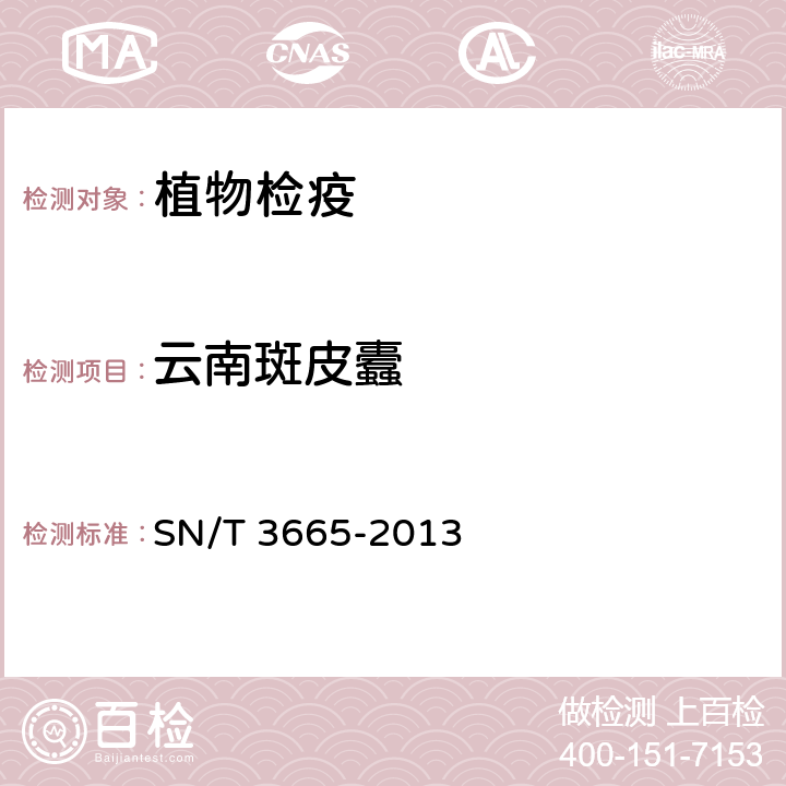 云南斑皮蠹 SN/T 3665-2013 斑皮蠹属检疫鉴定方法
