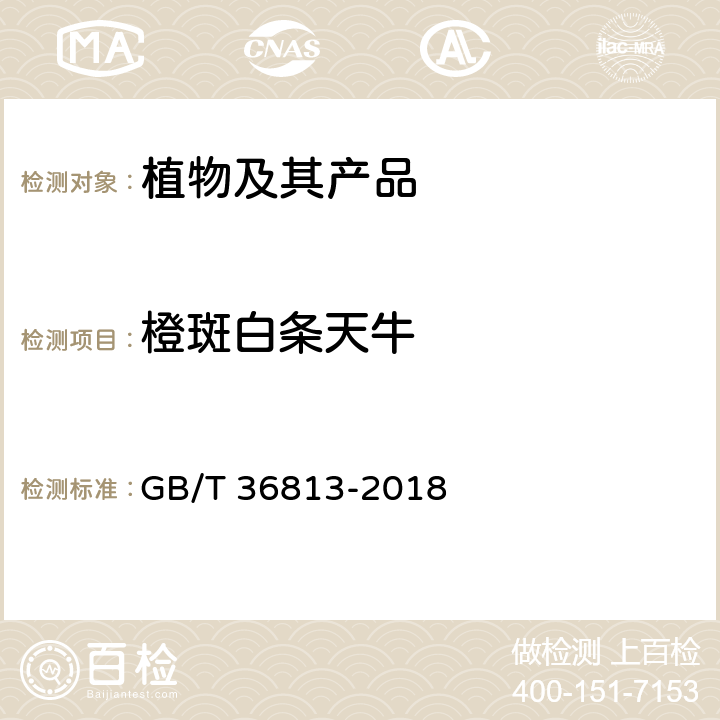 橙斑白条天牛 GB/T 36813-2018 白条天牛(非中国种)检疫鉴定方法