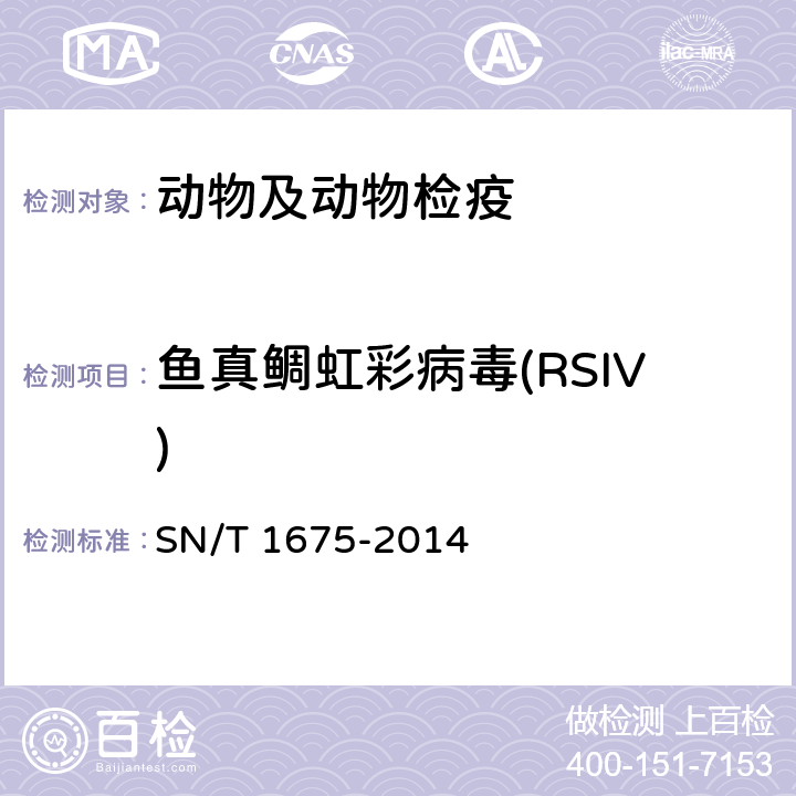 鱼真鲷虹彩病毒(RSIV) SN/T 1675-2014 真鲷虹彩病毒病检疫技术规范