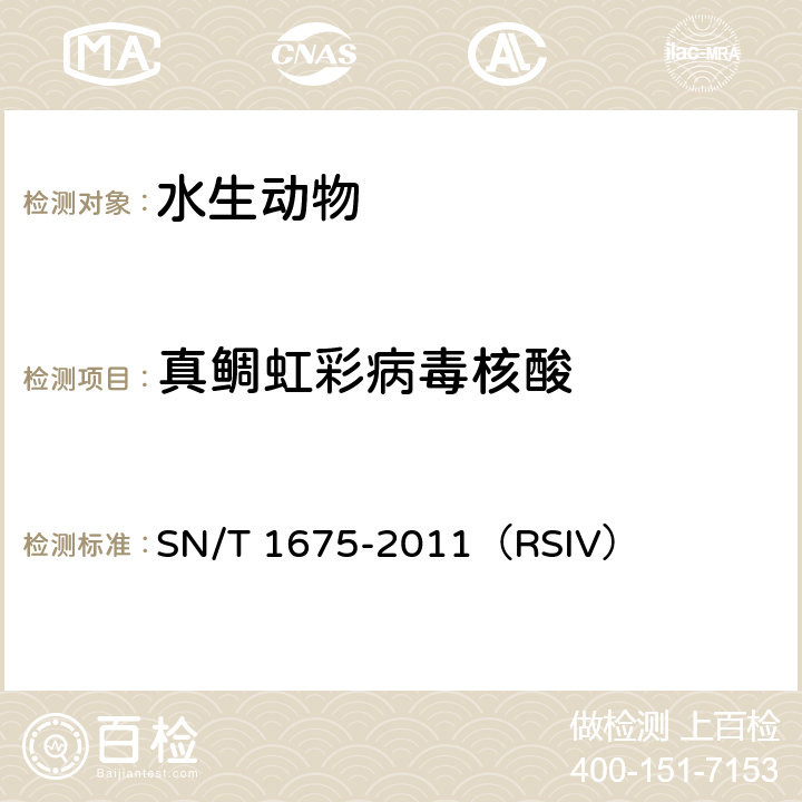 真鲷虹彩病毒核酸 真鲷虹彩病毒检疫规范 SN/T 1675-2011（RSIV）