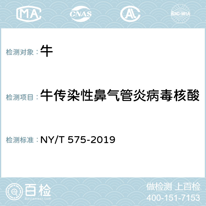 牛传染性鼻气管炎病毒核酸 牛传染性鼻气管炎诊断技术 NY/T 575-2019