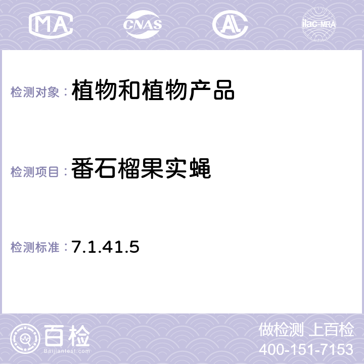 番石榴果实蝇 1996中国进出境植物检疫手册7.1.41.5