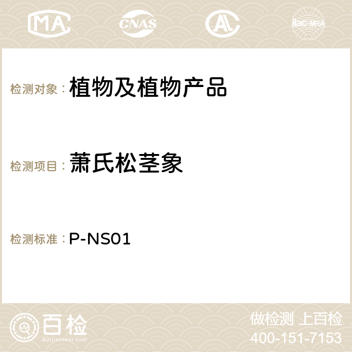 萧氏松茎象 P-NS01 检疫鉴定方法 