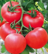 番茄中转基因|重金属|营养成分|农药残留的检测