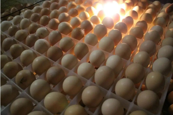 为什么我们中国人不能随便吃生鸡蛋？