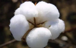 棉花转基因检测报告,棉花有哪些种类