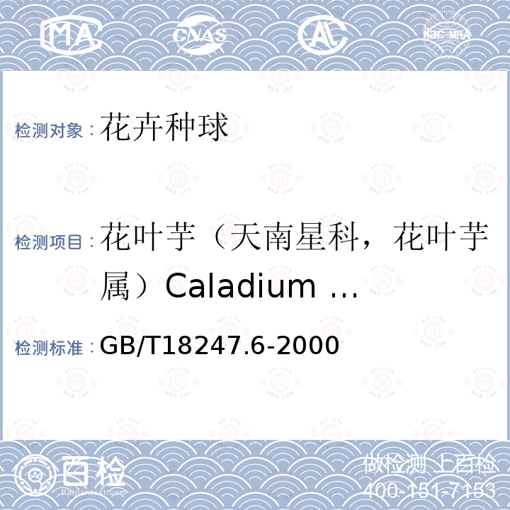 花叶芋（天南星科，花叶芋属）Caladium bicolor(Ait.)Vent 主要花卉产品等级第6部分：花卉种球