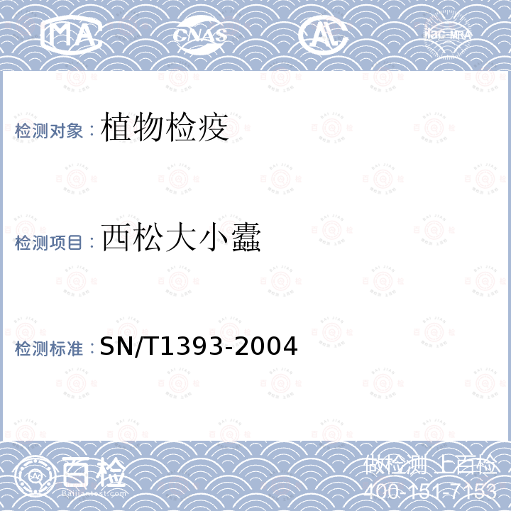 西松大小蠹 SN/T 1393-2004 西松大小蠹检疫鉴定方法