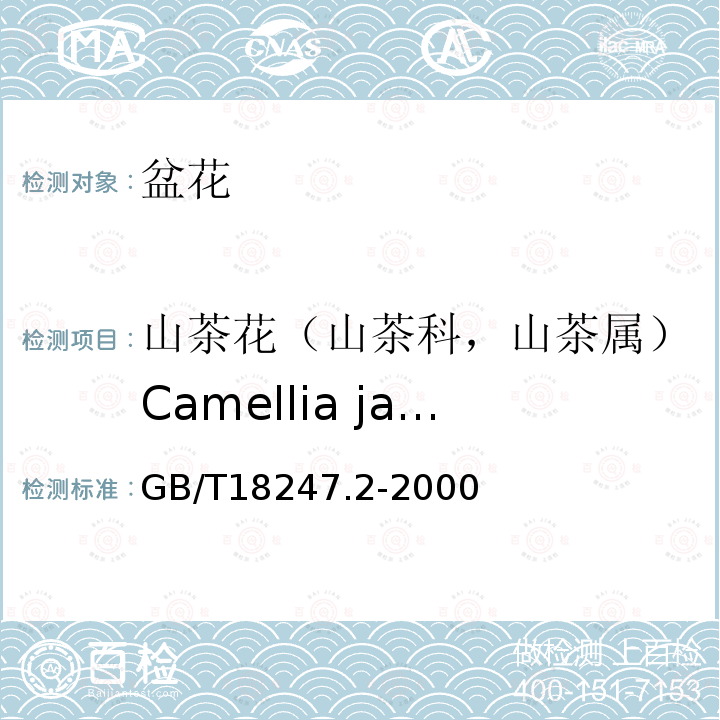 山茶花（山茶科，山茶属）Camellia japonica 主要花卉产品等级第2部分：盆花