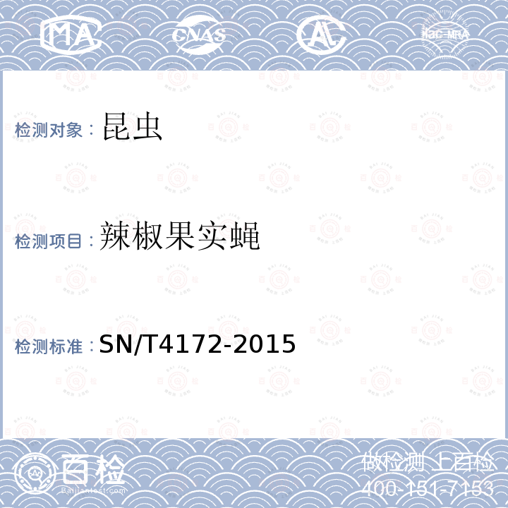 辣椒果實蠅 辣椒果實蠅鑒定方法