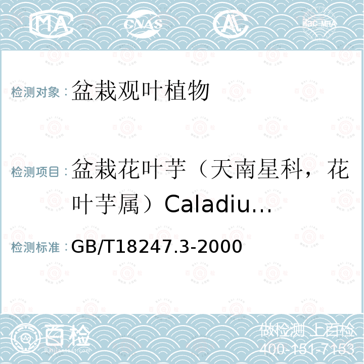 盆栽花叶芋（天南星科，花叶芋属）Caladium bicolor 主要花卉产品等级第3部分：盆栽观叶植物