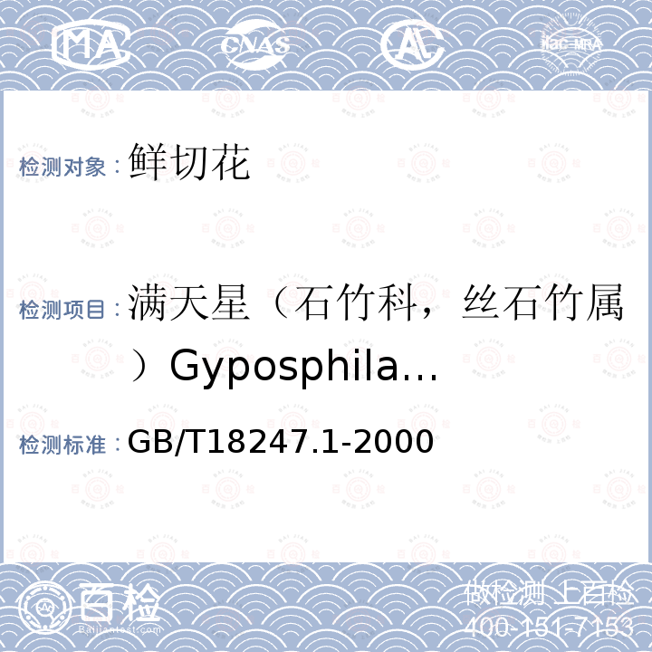满天星（石竹科，丝石竹属）Gyposphila elegans GB/T 18247.1-2000 主要花卉产品等级 第1部分:鲜切花