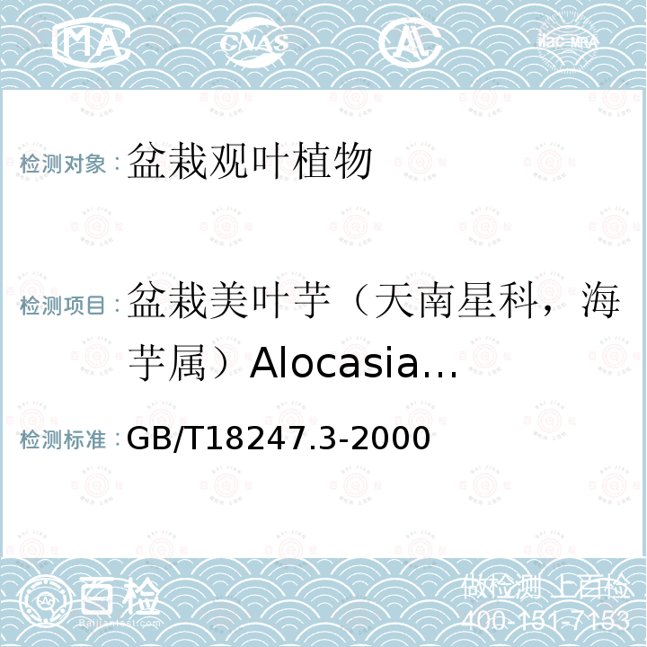 盆栽美叶芋（天南星科，海芋属）Alocasia sanderiana GB/T 18247.3-2000 主要花卉产品等级 第3部分:盆栽观叶植物