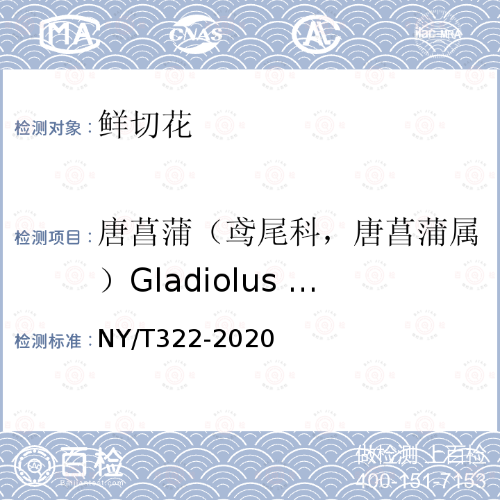 唐菖蒲（鸢尾科，唐菖蒲属）Gladiolus hybridus NY/T 322-2020 唐菖蒲切花等级规格