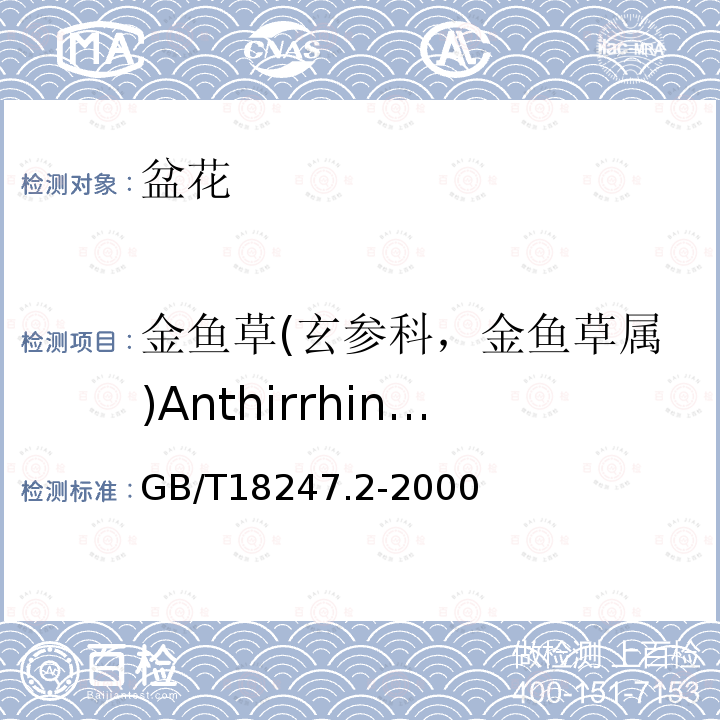金鱼草(玄参科，金鱼草属)Anthirrhinum majus 主要花卉产品等级第2部分：盆花