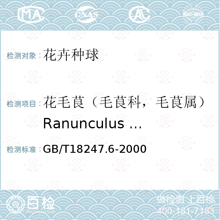 花毛茛（毛茛科，毛茛属）Ranunculus asiaticus L. 主要花卉产品等级第6部分：花卉种球
