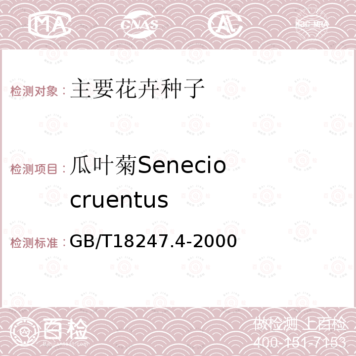 瓜叶菊Senecio  cruentus GB/T 18247.4-2000 主要花卉产品等级 第4部分:花卉种子