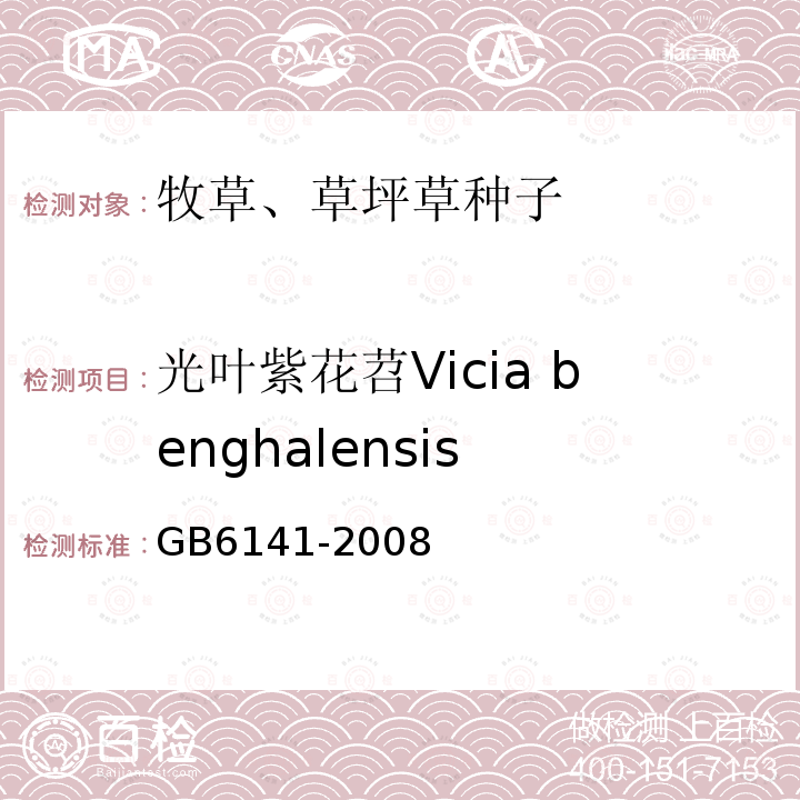 光叶紫花苕Vicia benghalensis GB 6141-2008 豆科草种子质量分级