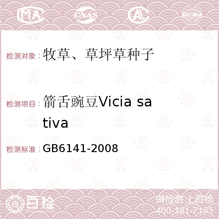 箭舌豌豆Vicia sativa 豆科草种子质量分级
