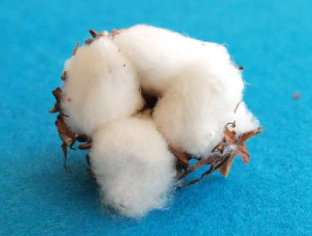 丝线棉花制品检测知识,普梳涤与棉混纺本色纱线